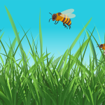 Swapping Your Lawn for a Bee-Friendly Habitat