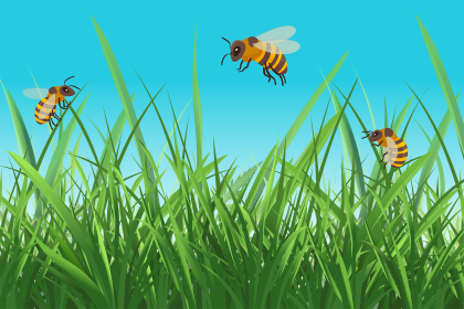 Swapping Your Lawn for a Bee-Friendly Habitat