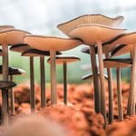 Health Booster Kikurage Wood Ear Mushrooms Power!