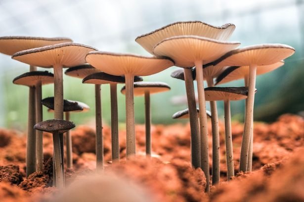 Health Booster Kikurage Wood Ear Mushrooms Power!