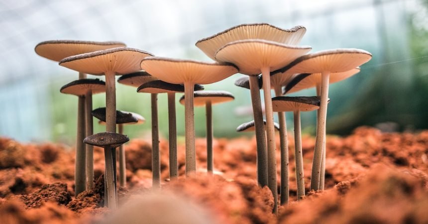 Health Booster Kikurage Wood Ear Mushrooms Power!