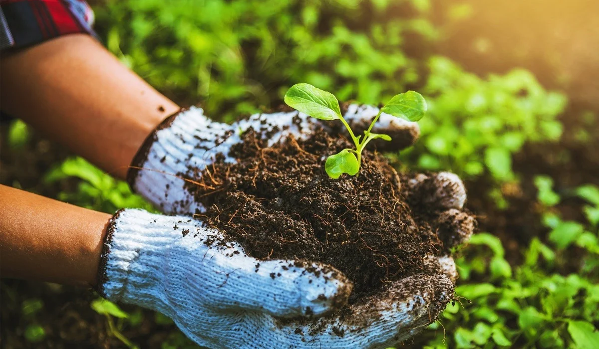 Maximize Your Garden's Potential with Creating Healthier Soil