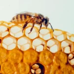 Propolis How This Natural Remedy is Changing Lives