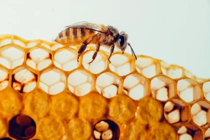 Propolis How This Natural Remedy is Changing Lives
