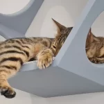 The Curious Case of Missing Cat Play Areas