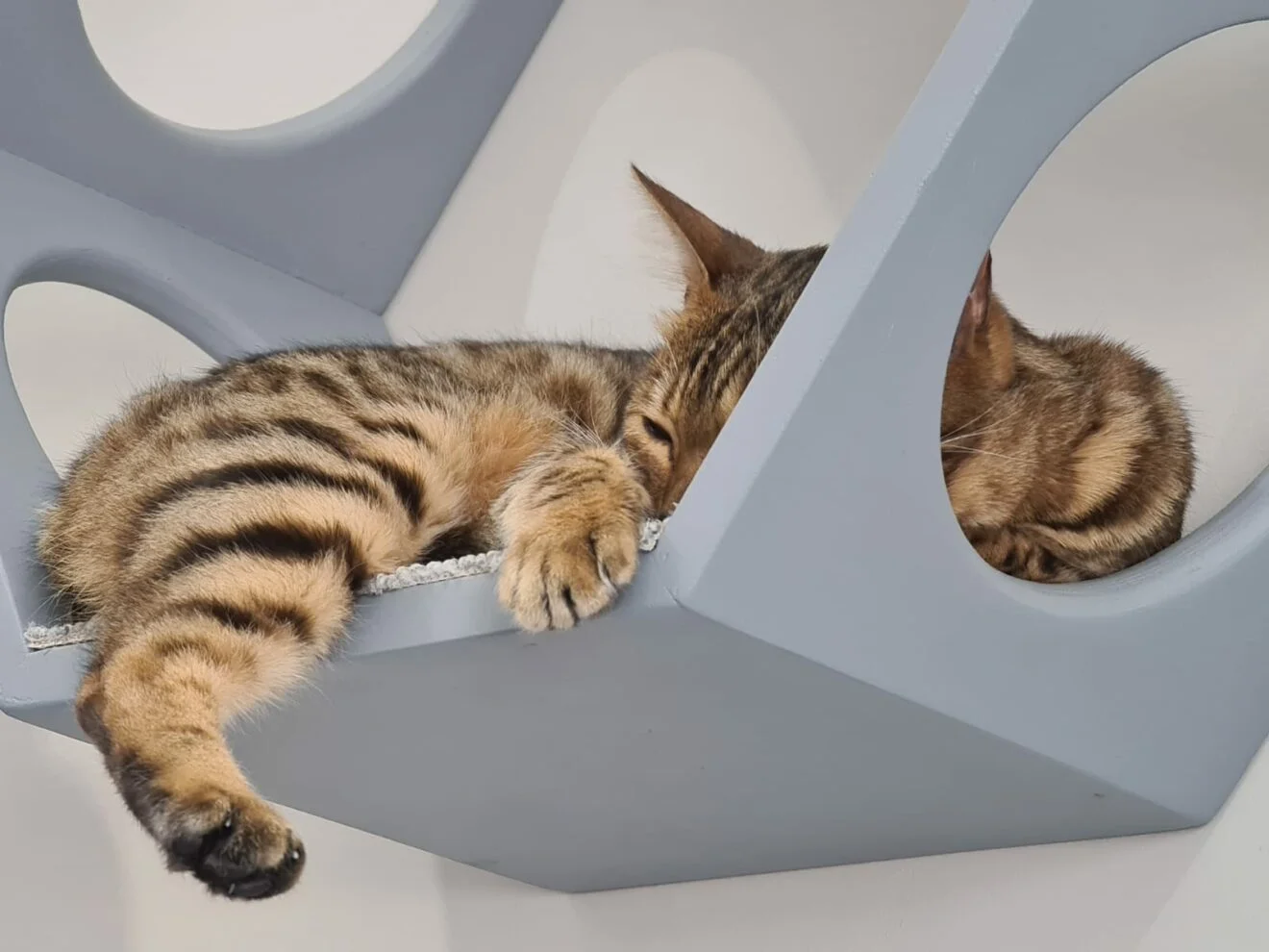 The Curious Case of Missing Cat Play Areas