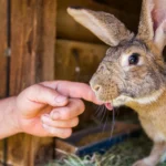 What to Know About the Flemish Giant Rabbit