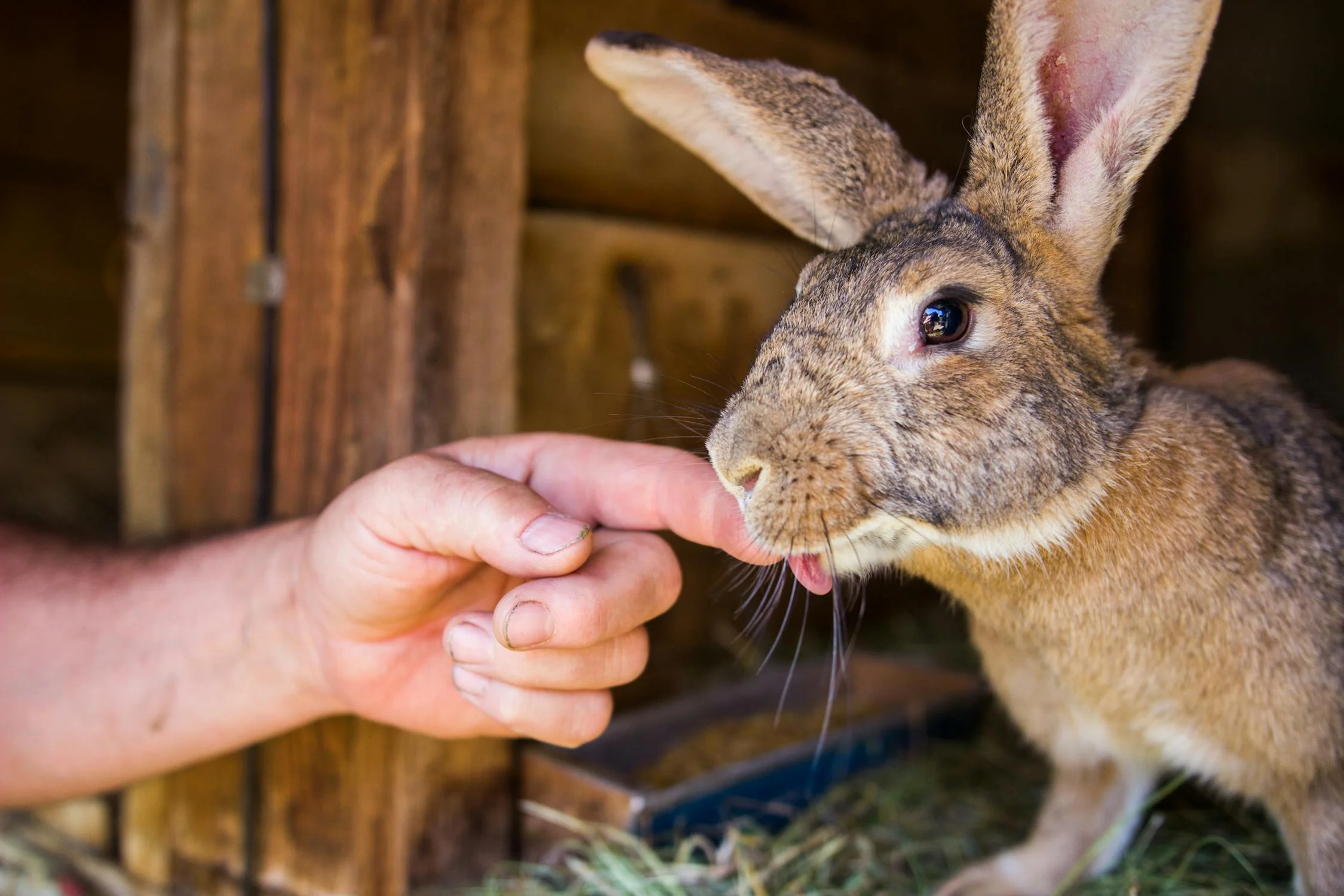 What to Know About the Flemish Giant Rabbit