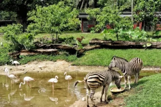 Zooskooñ
