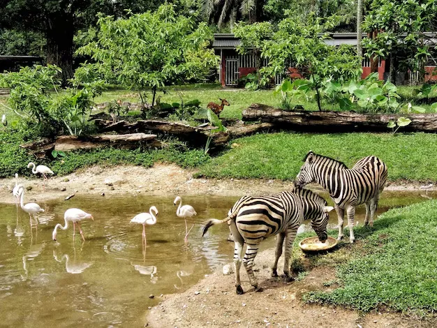 Zooskooñ