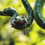 Frog and snake