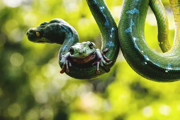 Frog and snake