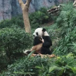 panda and iceman