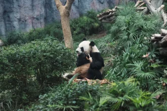 panda and iceman